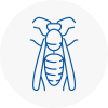 Bonnyrigg Wasp Nest Removal